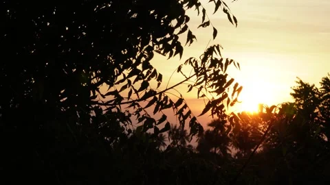 Neem Tree silhouette ,sun set time Stock Footage 259457190