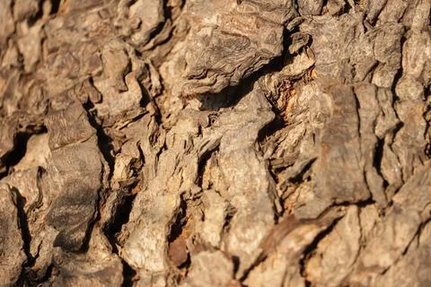 Neem tree trunks,natural background,Bark texture background pattern crack old br Stock Photos