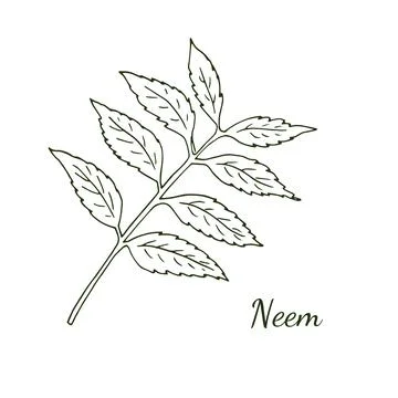 Neem tree twig with leaves, Botanical illustration isolated on white. Cosme.. Stock Illustration