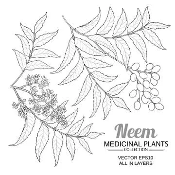 Neem vector set Stock Illustration