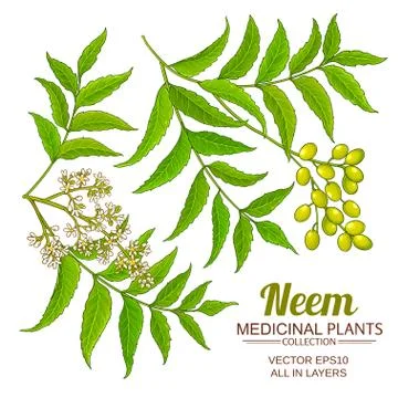 Neem vector set Stock Illustration