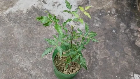 Neem's small seedlings are growing in a cold drink bottle. Stock Footage 253175591