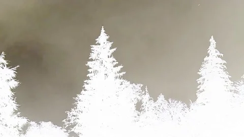 Negative Cloudy Trees Time Lapse Stock Footage
