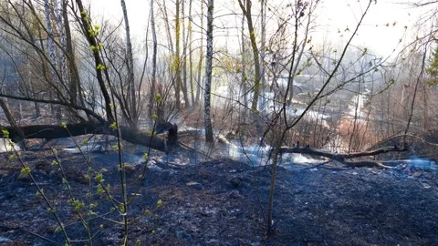 Negative consequences of a forest fire - smoke and air pollution Stock Footage 144877575