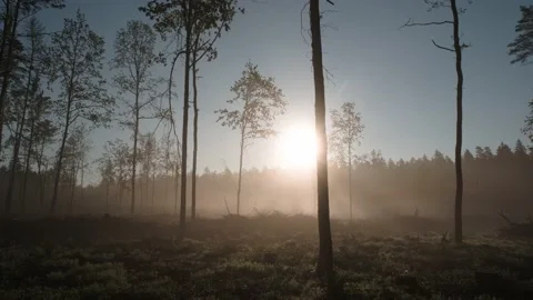 Negative effects of industrial logging. A forest plot with single trees. 動画素材 196241153