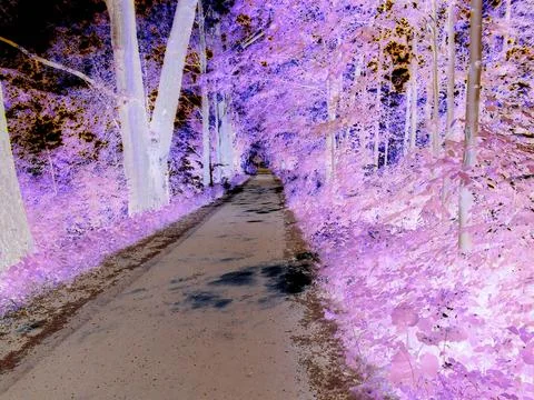 Negative image - Beautiful spring scenery, concrete road lined by elderly trees Stock Photos