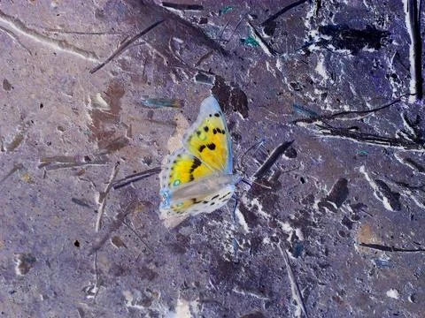 Negative image - Blue shining brown butterfly sitting on dirt | Purple emperor Stock Photos