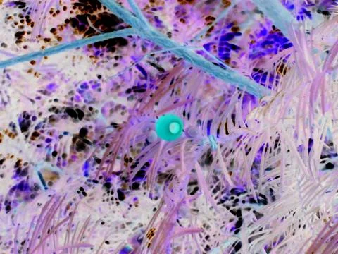 Negative image - Blurred view of bright red fruit of poisonous yew tree taxus Stock Photos