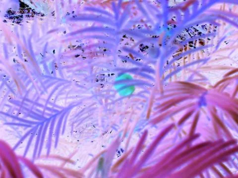 Negative image - Blurred view of red fruit of poisonous yew tree taxus baccata Stock Photos