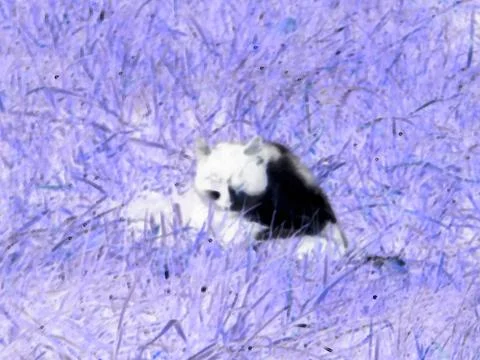 Negative image - Blurry image of black and white cat lying in the green grass. Stock Photos