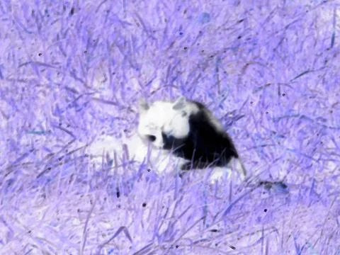 Negative image - Blurry image of black and white cat lying in the green grass. Stock Photos