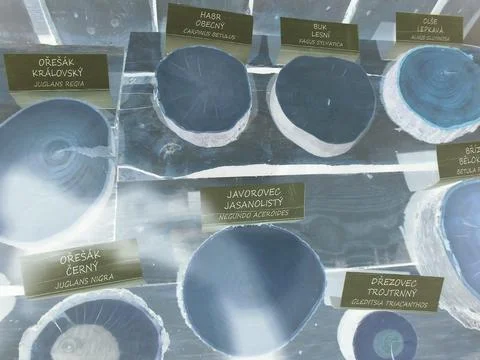 Negative image - Close-up on multiple wooden circles of broadleaf trees at Flora Stock Photos