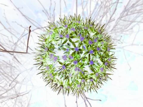 Negative image - Close-up view on purple blossom of southern globe thistle Stock Photos