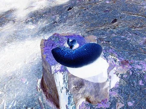 Negative image - Distant view on old rotten stump of a spruce tree with pale Stock Photos