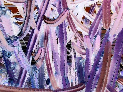 Negative image - Multiple branches of overhanged species of cactus blocking view Stock Photos