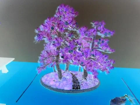 Negative image - Multiple little coniferous bonsai trees in a single flowerpot. Stock Photos