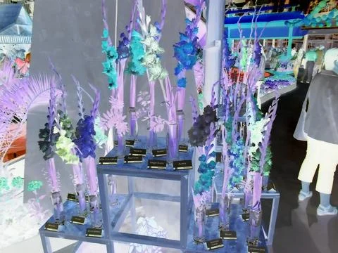 Negative image - Multiple various varieties of gladiola flowers with different Stock Photos