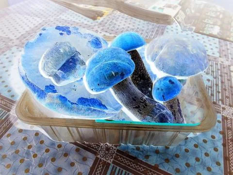 Negative image - Several picked large mushrooms placed in a plastic box Stock Photos