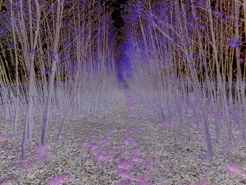 Negative image - Spring scene of forest path between two lines of young Stock Photos