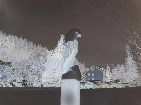 Negative image - Statue of bald eagle covered by snow in Bila village in Stock Photos