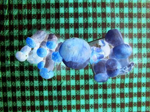 Negative image - Top view of various species of edible mushrooms placed in Stock Photos