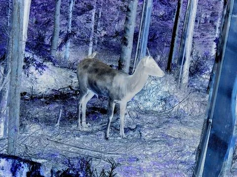 Negative image - Young fallow deer, unusually dark, in forest in game park in Stock Photos