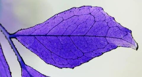 Negative of Macro photo of a lemon leaf Stock Photos
