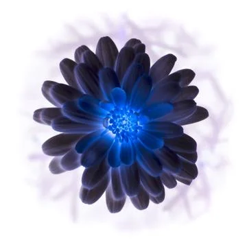 Negative side of zinnia Stock Photos