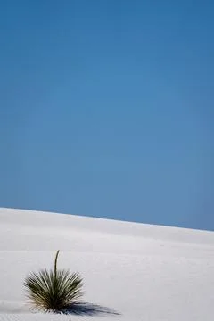 Negative space minimalist landscape composition of a soaptree yucca plant and Stock Photos