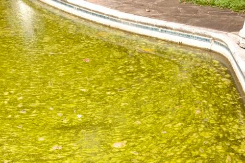 Neglected algae infested green slimy swimming pool Stock Photos