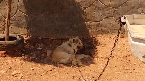 Neglected chained guard dog resting under tree in hot dusty rural yard Stock Footage 323586632