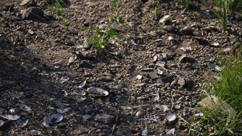 Neglected coastline with broken shells Stock Footage 252761098