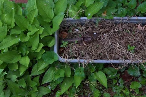 A neglected long planter and rusting trowel among weeds ready to be used agai Stock Photos