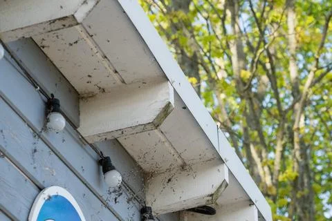Neglected Outdoor Eaves with Dirty String Lights and Insects Stock Photos