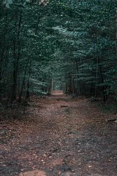 Neglected path in the forest at dusk Stock Photos