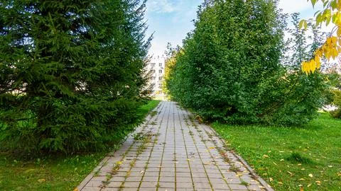 Neglected paved path overgrown with grass and moss between encroaching trees Stock Photos