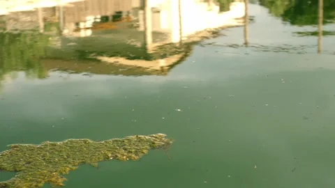 Neglected pool with algae and green water after winter Stock Footage 318582488