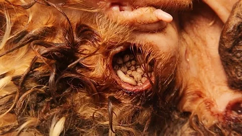 Neglected sheep suffering from fly larvae infection and tick – animal welfare Video stock 318515919