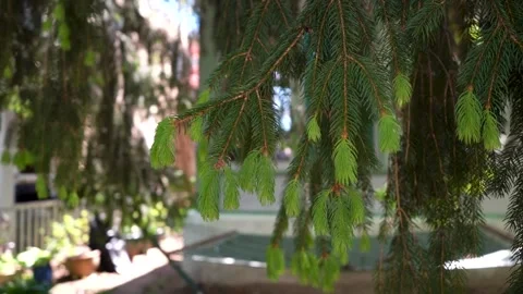 Neighborhood Pine Tree Stock Footage 196983814