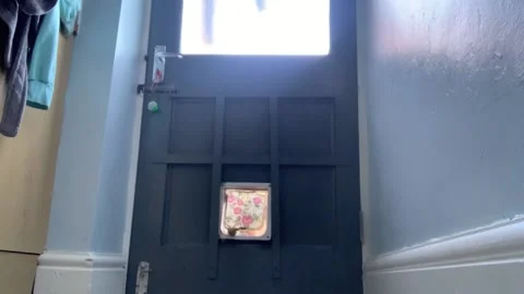 Neighbour's Cat Knocks On Door Flap, uk - 01 Sep 2023 Stock Footage 249702555