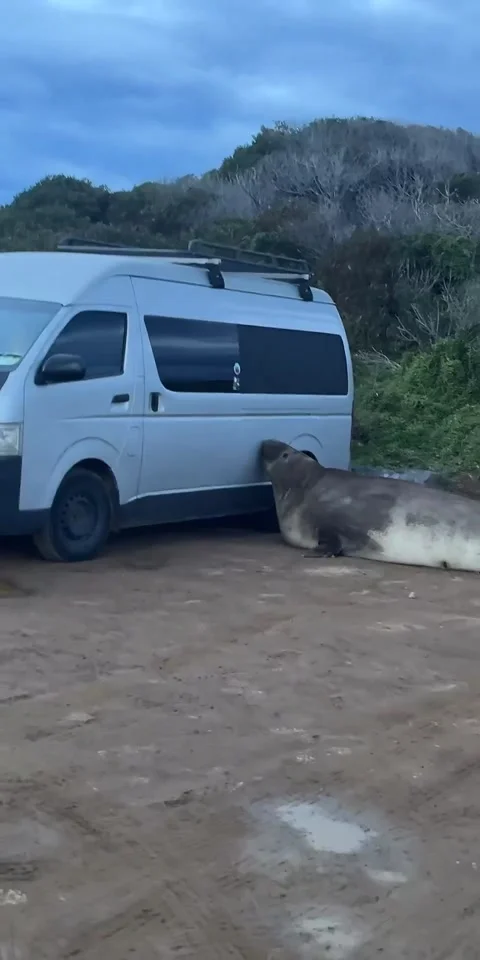 Neil The Seal Vs. Parked Car, South Arm, Tasmania, Australia - 07 Jul 2026 Stock Footage 338417121