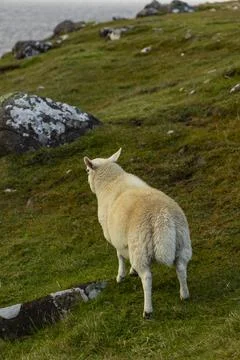 Neist Point at sunset, lighthouse, dramatic cliffs. Isle of Skye Stock Photos