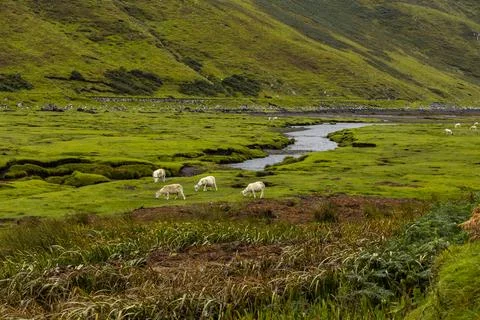 Neist Point at sunset, lighthouse, dramatic cliffs. Isle of Skye Stock Photos