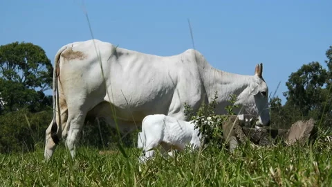 Nellore cow cattle and his son on pasture Stock Footage 145016331