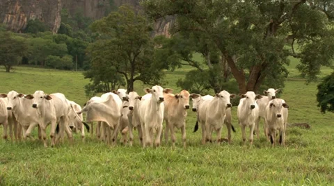 Nelore calves are curious Stock-Footage 38022858