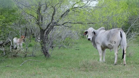 Nelore cattle with calf Video stock 106398880