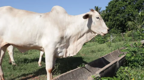 Nelore Cattle 库存影片 35282550