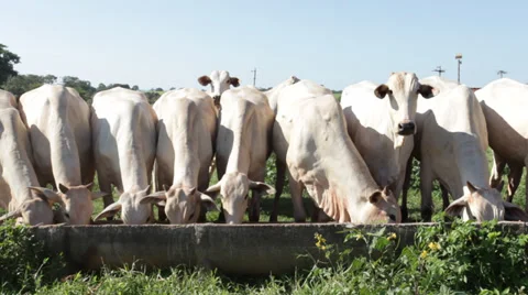 Nelore Cattle Stock Footage 35283085