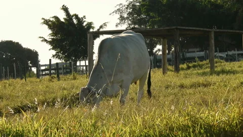 Nelore cattle on pasture 스톡 동영상 145381164