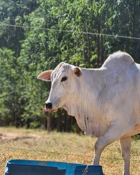 A Nelore cow in profile Stock Photos